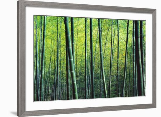 The Bamboo Grove-Robert Churchill-Framed Art Print