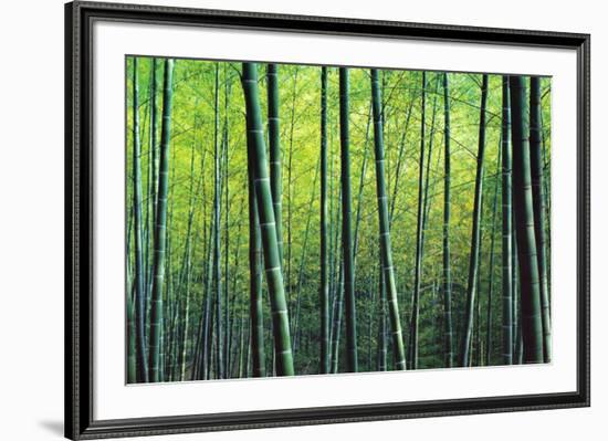 The Bamboo Grove-Robert Churchill-Framed Art Print