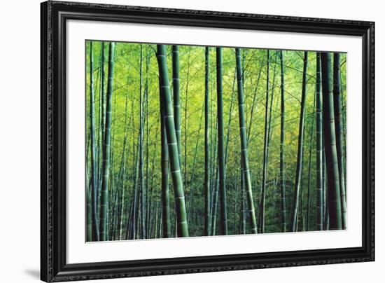 The Bamboo Grove-Robert Churchill-Framed Art Print