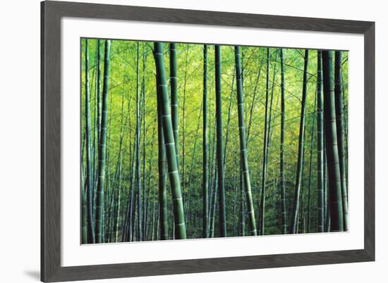 The Bamboo Grove-Robert Churchill-Framed Art Print