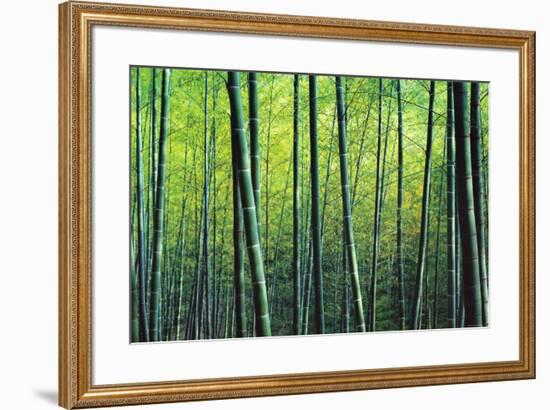 The Bamboo Grove-Robert Churchill-Framed Art Print