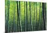 The Bamboo Grove-Robert Churchill-Mounted Art Print