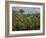 The Banana Plantation, 1881-Pierre-Auguste Renoir-Framed Giclee Print