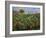 The Banana Plantation, 1881-Pierre-Auguste Renoir-Framed Giclee Print