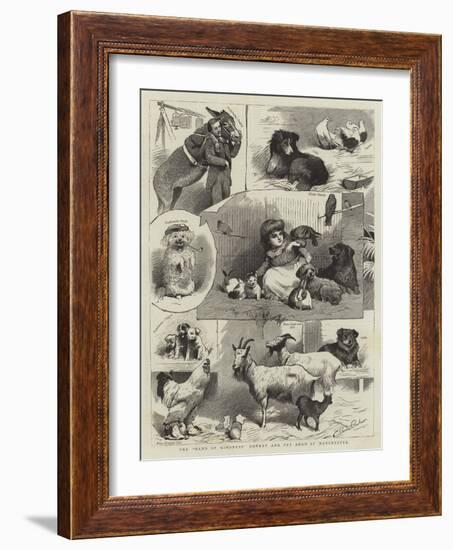 The Band of Kindness Donkey and Pet Show at Manchester-null-Framed Giclee Print