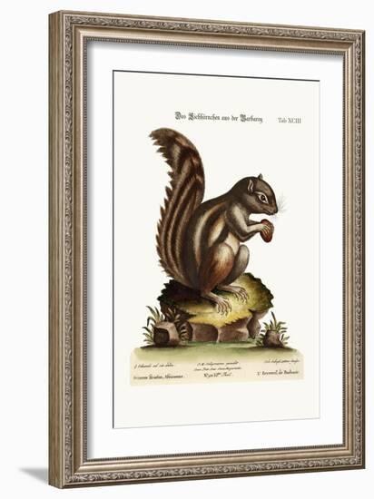 The Barbarian Squirrel, 1749-73-George Edwards-Framed Giclee Print