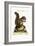 The Barbarian Squirrel, 1749-73-George Edwards-Framed Giclee Print