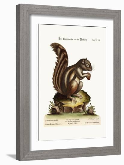 The Barbarian Squirrel, 1749-73-George Edwards-Framed Giclee Print