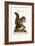 The Barbarian Squirrel, 1749-73-George Edwards-Framed Giclee Print