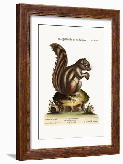 The Barbarian Squirrel, 1749-73-George Edwards-Framed Giclee Print