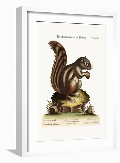 The Barbarian Squirrel, 1749-73-George Edwards-Framed Giclee Print