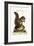 The Barbarian Squirrel, 1749-73-George Edwards-Framed Giclee Print