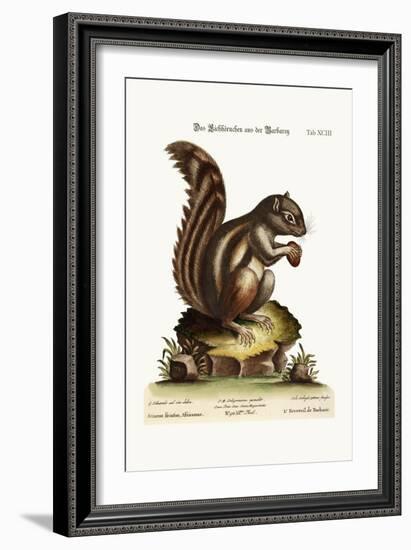 The Barbarian Squirrel, 1749-73-George Edwards-Framed Giclee Print