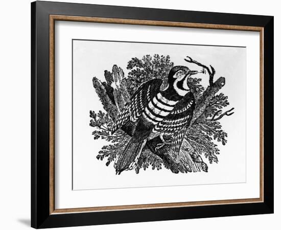 The Barred Woodpecker, Illustration from 'The History of British Birds' by Thomas Bewick, First…-Thomas Bewick-Framed Giclee Print