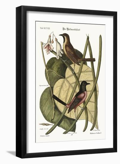 The Bastard Baltimore, 1749-73-Mark Catesby-Framed Giclee Print