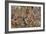 The Battle of Zama, by Giulio Romano-null-Framed Giclee Print