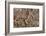 The Battle of Zama, by Giulio Romano-null-Framed Giclee Print