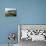 The Bay from the Clifftop at Catterline, Aberdeenshire, Scotland, United Kingdom, Europe-Mark Sunderland-Photographic Print displayed on a wall