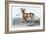 The Bearded Argali-John Stewart-Framed Art Print