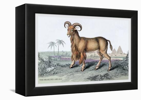 The Bearded Argali-John Stewart-Framed Stretched Canvas