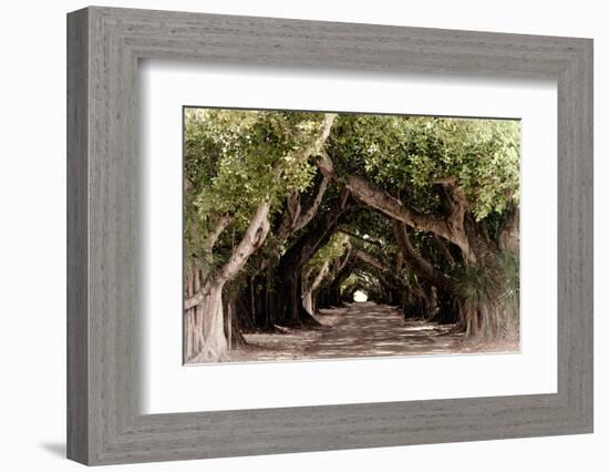 The Beautiful Banyan Tree-Philippe Hugonnard-Framed Photographic Print