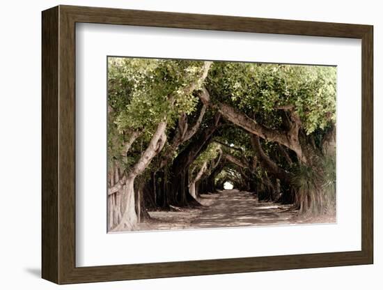 The Beautiful Banyan Tree-Philippe Hugonnard-Framed Photographic Print