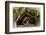 The Beautiful Banyan Tree-Philippe Hugonnard-Framed Photographic Print