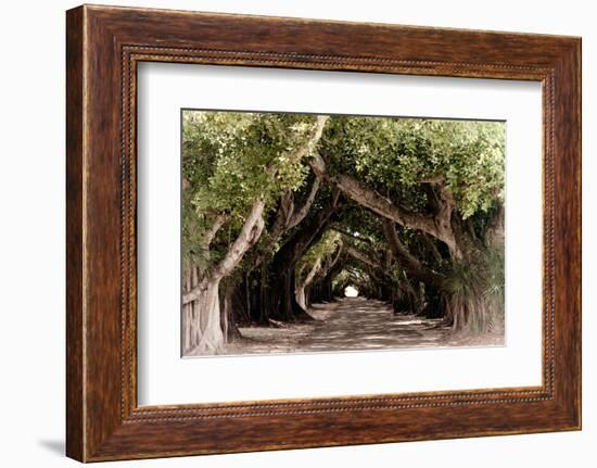 The Beautiful Banyan Tree-Philippe Hugonnard-Framed Photographic Print