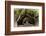 The Beautiful Banyan Tree-Philippe Hugonnard-Framed Photographic Print