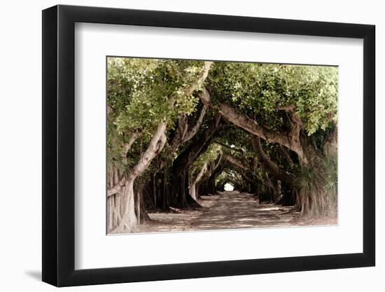 The Beautiful Banyan Tree-Philippe Hugonnard-Framed Photographic Print