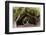 The Beautiful Banyan Tree-Philippe Hugonnard-Framed Photographic Print