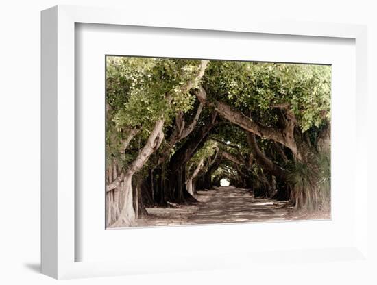 The Beautiful Banyan Tree-Philippe Hugonnard-Framed Photographic Print