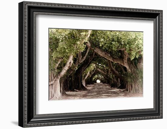 The Beautiful Banyan Tree-Philippe Hugonnard-Framed Photographic Print