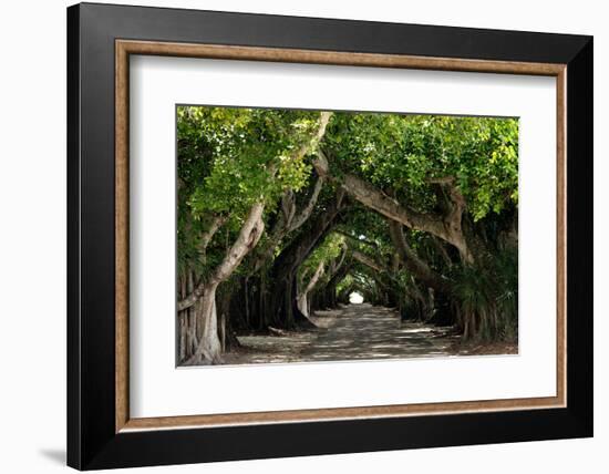 The Beautiful Banyan Tree-Philippe Hugonnard-Framed Photographic Print