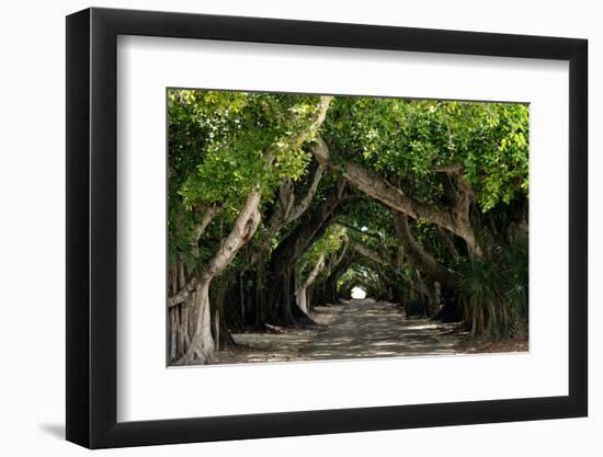 The Beautiful Banyan Tree-Philippe Hugonnard-Framed Photographic Print