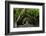 The Beautiful Banyan Tree-Philippe Hugonnard-Framed Photographic Print