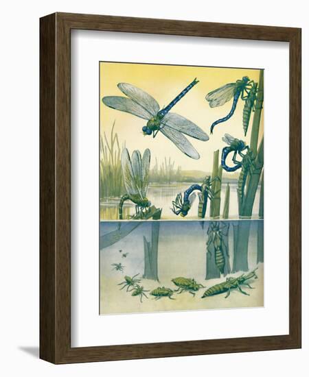 'The Beautiful Dragonfly's Life Story', 1935-Unknown-Framed Giclee Print