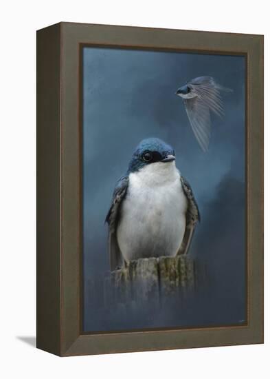 The Beautiful Tree Swallow-Jai Johnson-Framed Premier Image Canvas