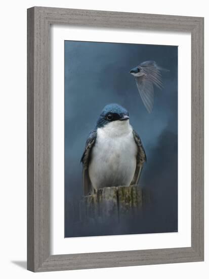 The Beautiful Tree Swallow-Jai Johnson-Framed Giclee Print