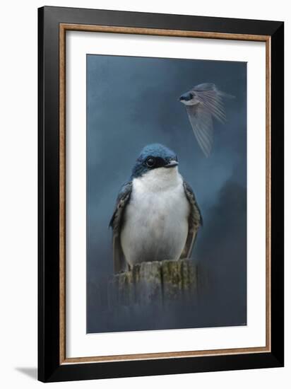 The Beautiful Tree Swallow-Jai Johnson-Framed Giclee Print