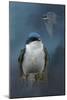 The Beautiful Tree Swallow-Jai Johnson-Mounted Giclee Print