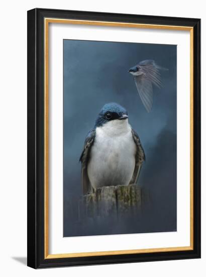 The Beautiful Tree Swallow-Jai Johnson-Framed Giclee Print