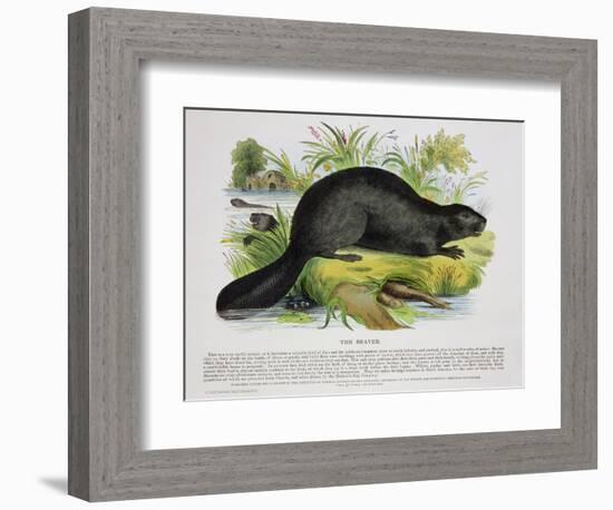 The Beaver, Educational Illustration Pub. by the Society for Promoting Christian Knowledge, 1843-Josiah Wood Whymper-Framed Giclee Print