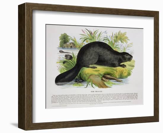 The Beaver, Educational Illustration Pub. by the Society for Promoting Christian Knowledge, 1843-Josiah Wood Whymper-Framed Giclee Print