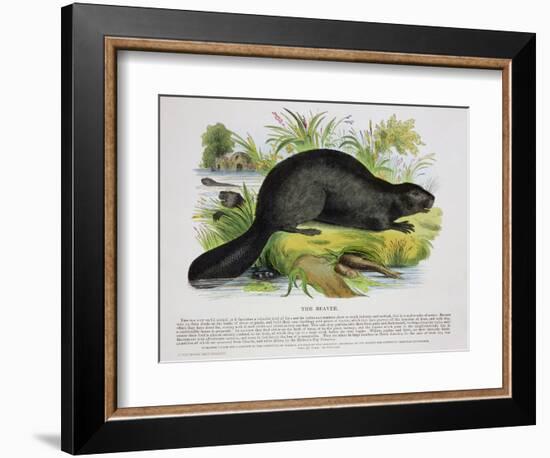 The Beaver, Educational Illustration Pub. by the Society for Promoting Christian Knowledge, 1843-Josiah Wood Whymper-Framed Giclee Print