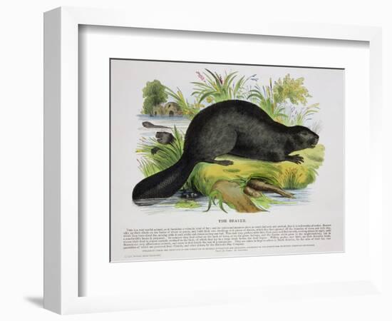 The Beaver, Educational Illustration Pub. by the Society for Promoting Christian Knowledge, 1843-Josiah Wood Whymper-Framed Giclee Print