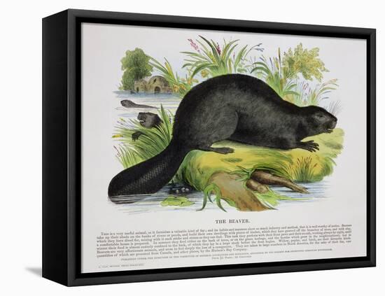 The Beaver, Educational Illustration Pub. by the Society for Promoting Christian Knowledge, 1843-Josiah Wood Whymper-Framed Premier Image Canvas