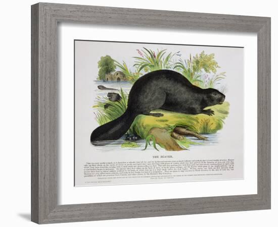 The Beaver, Educational Illustration Pub. by the Society for Promoting Christian Knowledge, 1843-Josiah Wood Whymper-Framed Giclee Print