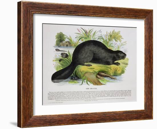 The Beaver, Educational Illustration Pub. by the Society for Promoting Christian Knowledge, 1843-Josiah Wood Whymper-Framed Giclee Print