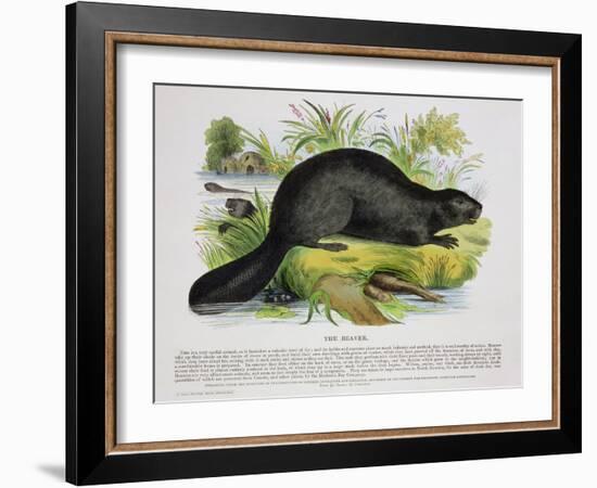 The Beaver, Educational Illustration Pub. by the Society for Promoting Christian Knowledge, 1843-Josiah Wood Whymper-Framed Giclee Print